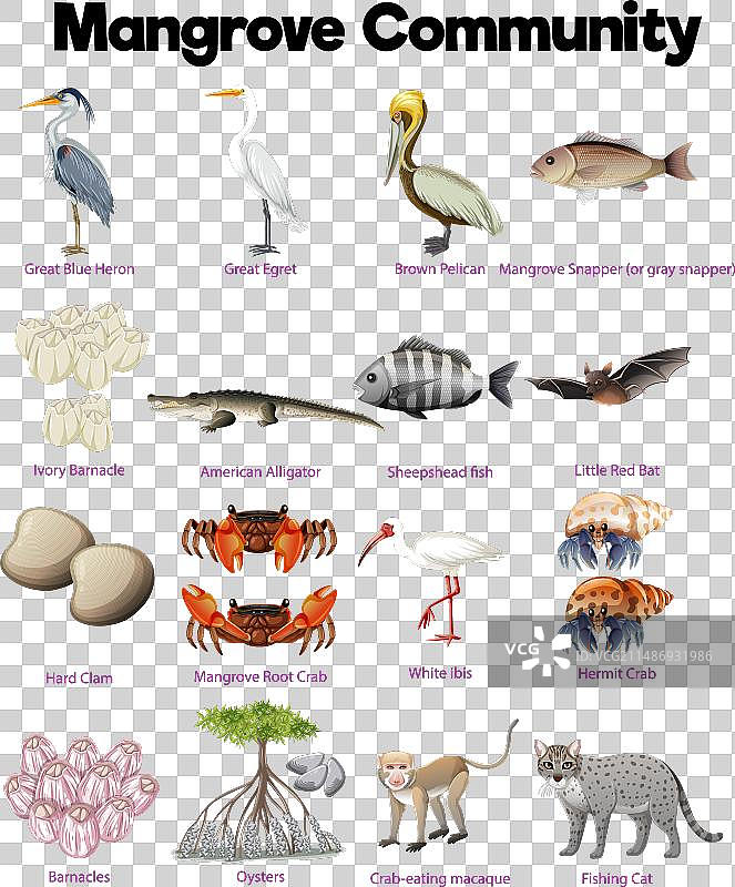 红树林群落：多种生物的栖息地图片素材