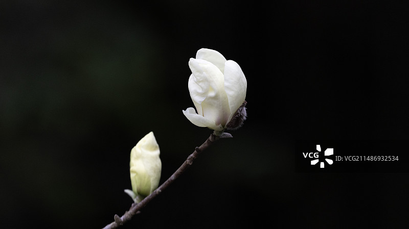 一枝含苞待放的玉兰花，暗色背景，白色玉兰花花苞图片素材