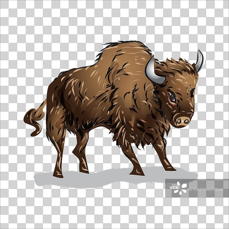 野牛哺乳动物野生动物图片素材