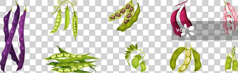 豆荚和豆类作物图片素材