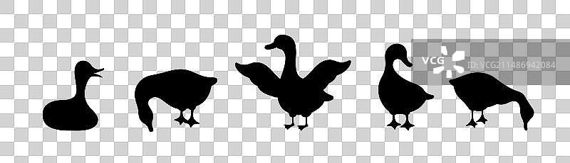 家鹅和野鸭轮廓合集图片素材