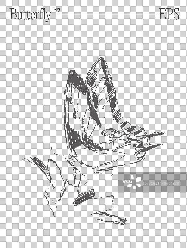 手绘蝴蝶草图图片素材