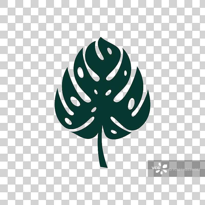 龟背竹叶图片素材