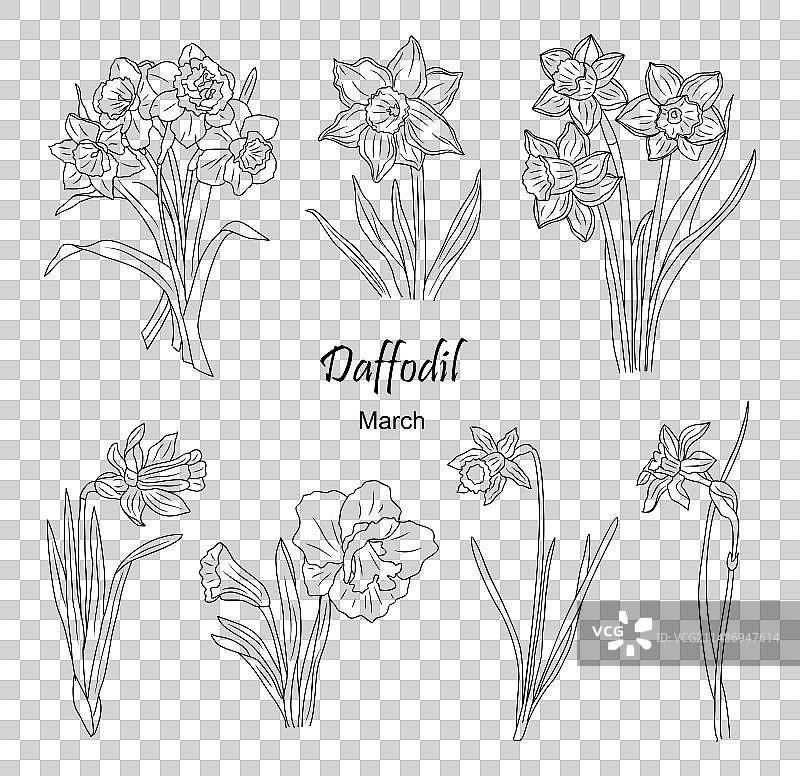 三月生辰花水仙花线条艺术图片素材