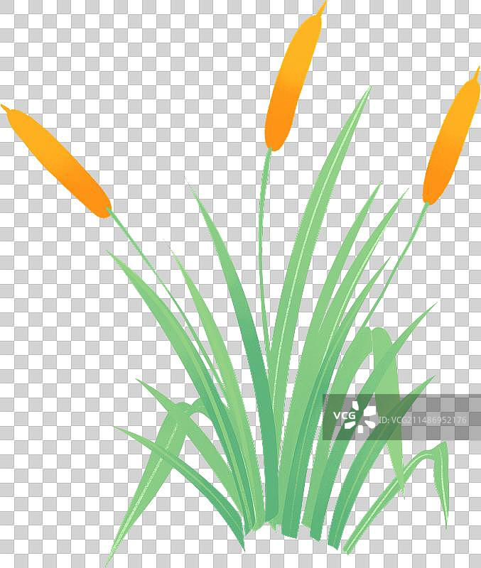 一丛菖蒲植物手绘插画图片素材