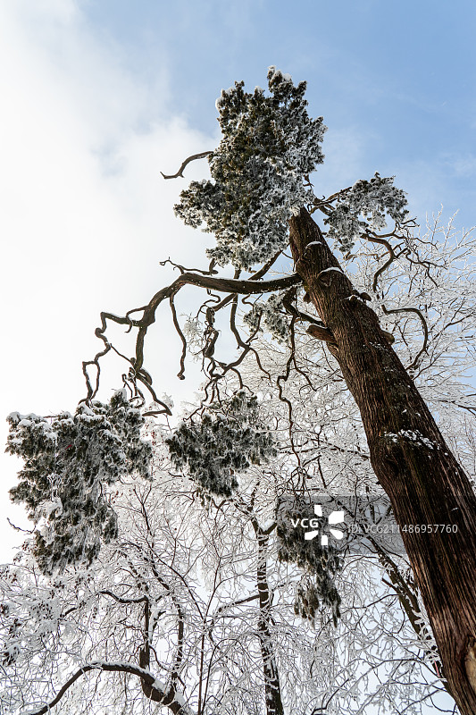 秦岭钟南山中的千年松树和雪景图片素材