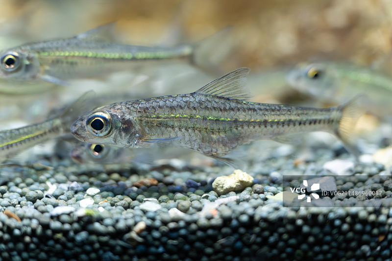 本土底栖鱼特写图片素材