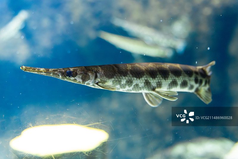 短嘴雀鳝特写图片素材