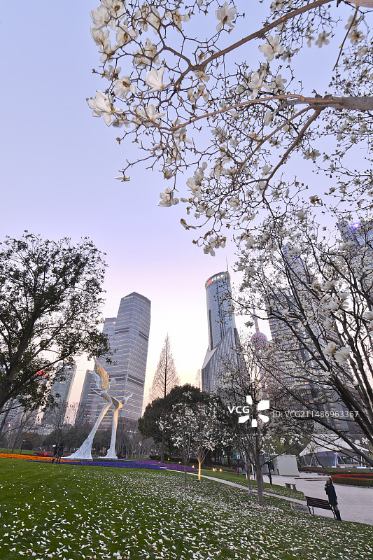 白玉兰盛开的陆家嘴中心绿地图片素材