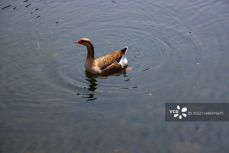 鸳鸯水鸟的特写图片素材