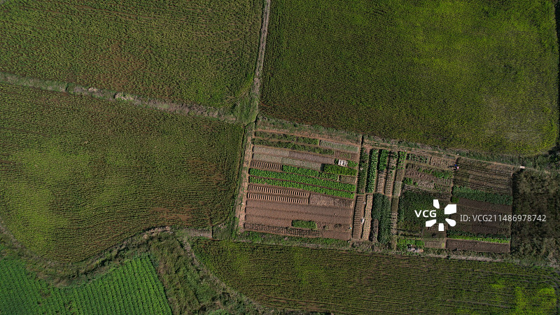 稻田田园风光图片素材