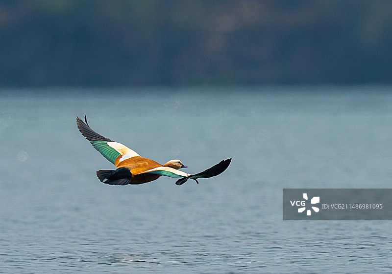 诗意飞行图片素材