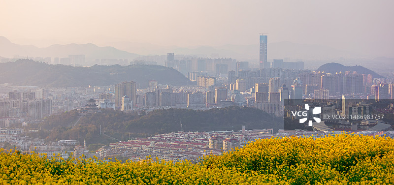 浙江·台州（温岭）｜太平街道藤岭头油菜花观景平台（东辉公园、温岭市体育中心、南屏小区、温岭中心）图片素材