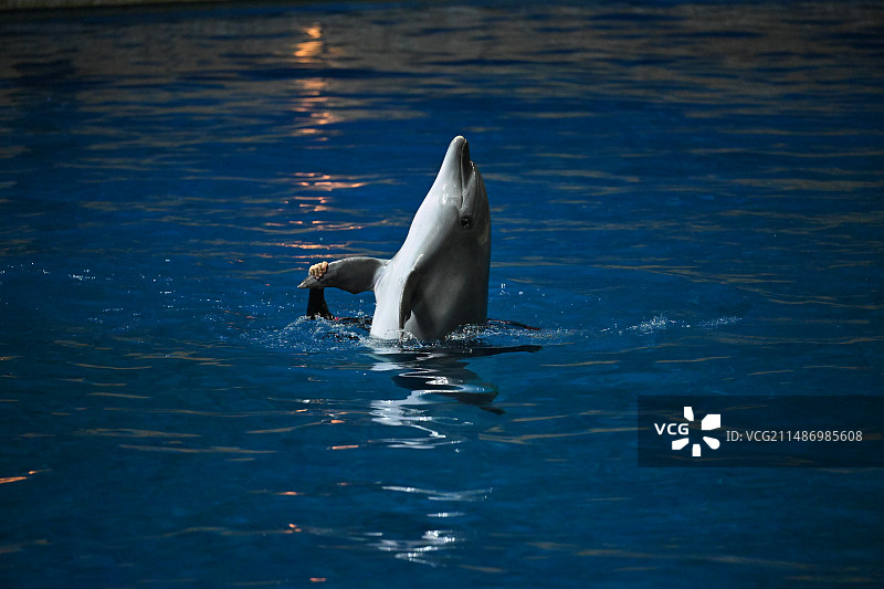 北京海洋馆，海豚表演图片素材