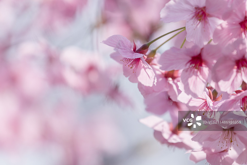 春天樱花盛开 蜜蜂采蜜图片素材
