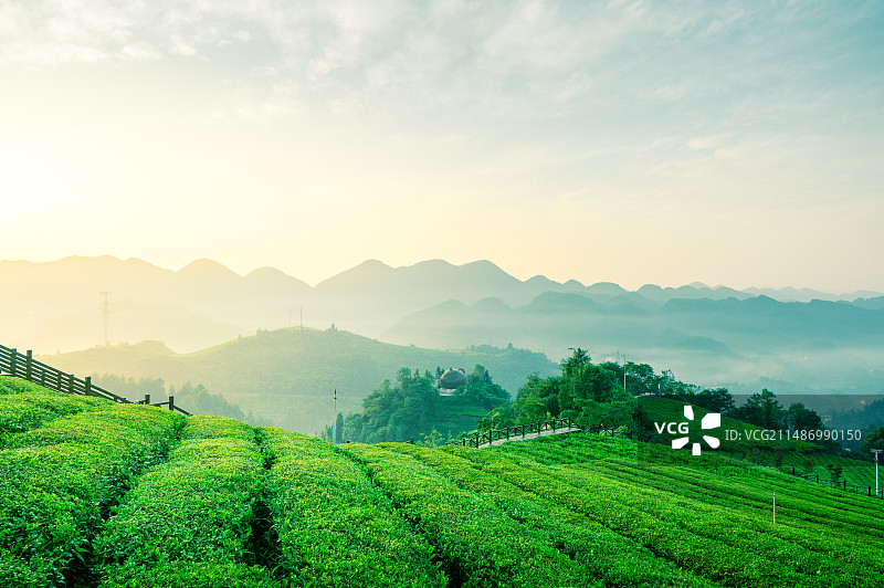 中国湖北省恩施州鹤峰县木耳山茶叶日出风光图片素材