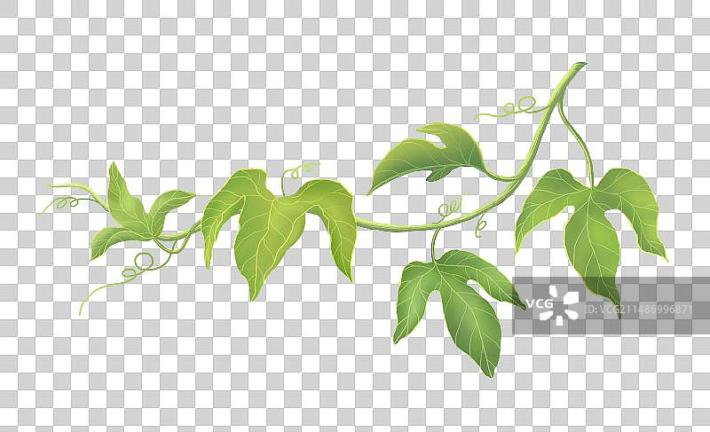 百香果枝蔓叶子图片素材