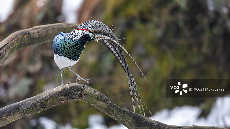 四川乐山市沐川县神木山白腹锦鸡图片素材
