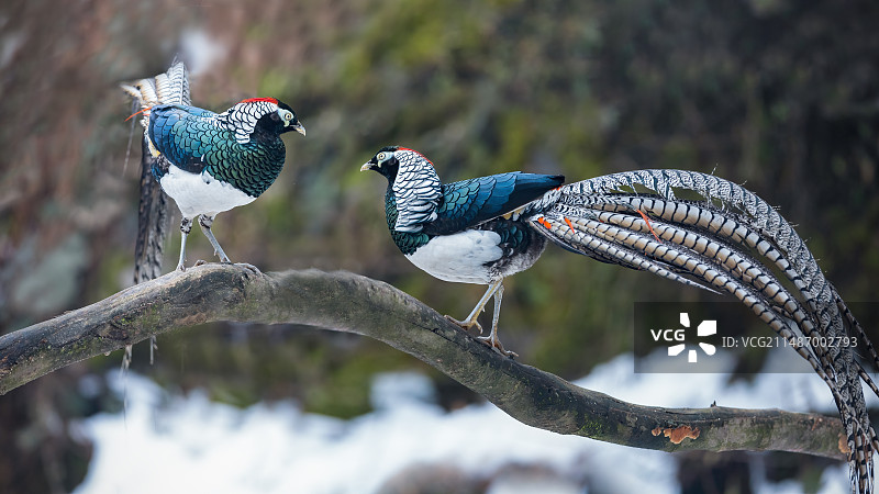 四川乐山市沐川县神木山白腹锦鸡图片素材