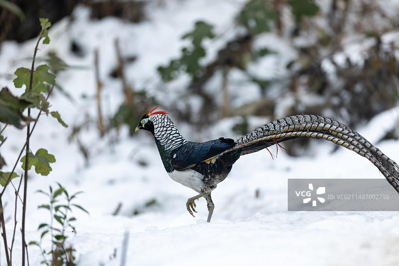 四川乐山市沐川县神木山白腹锦鸡图片素材