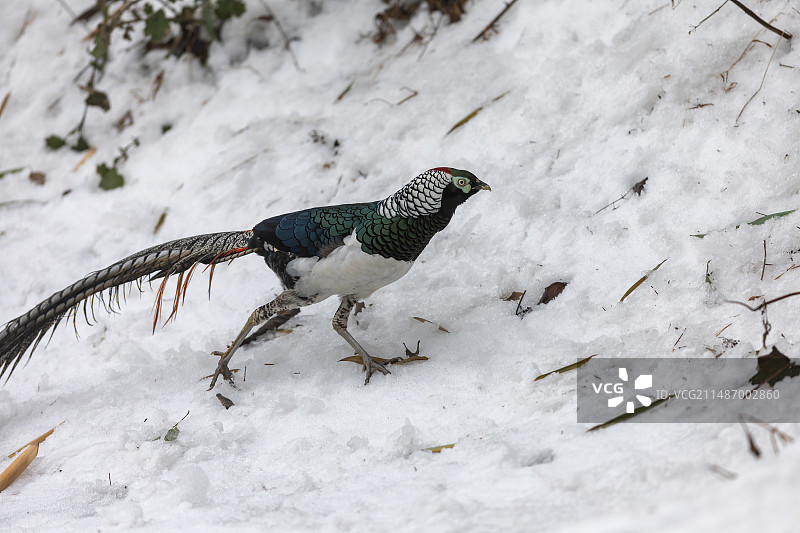 四川乐山市沐川县神木山白腹锦鸡图片素材