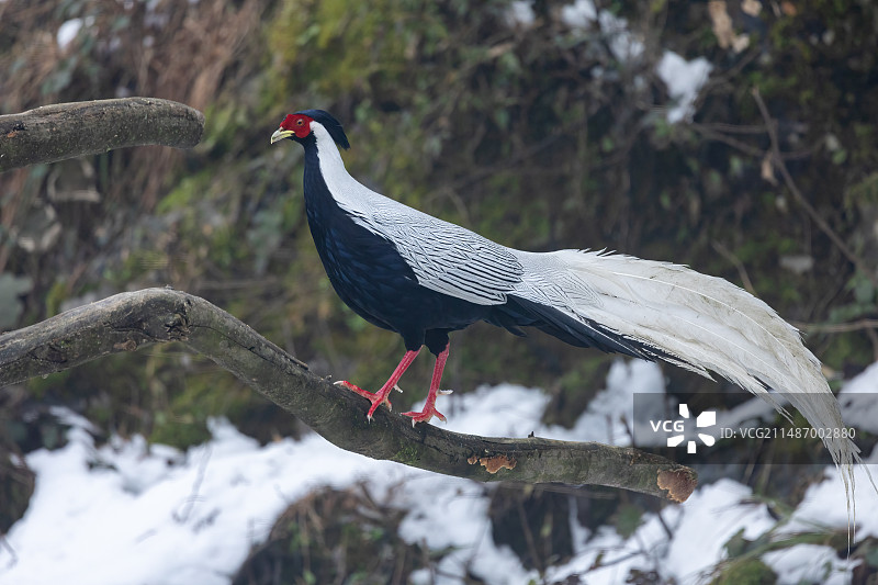 四川乐山市沐川县神木山白鹇图片素材