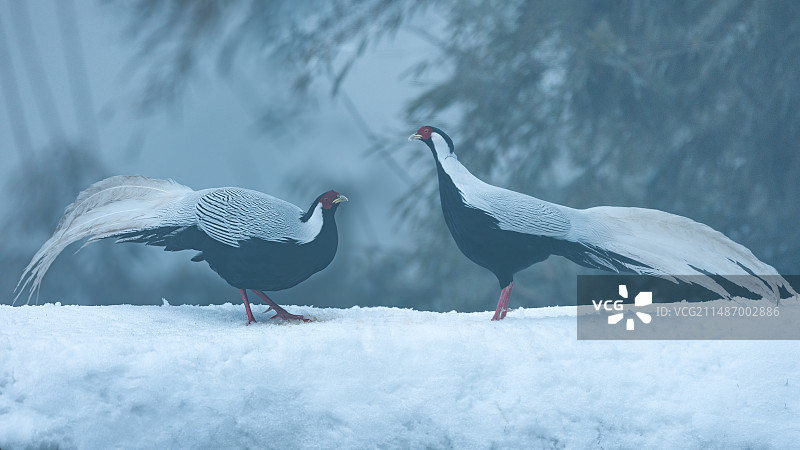 四川乐山市沐川县神木山白鹇图片素材