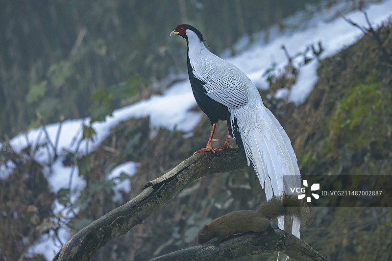 四川乐山市沐川县神木山白鹇图片素材