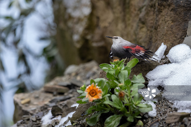 金斑红翅悬壁雀图片素材
