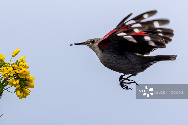 金斑红翅悬壁雀图片素材