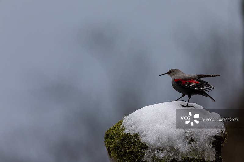 金斑红翅悬壁雀图片素材