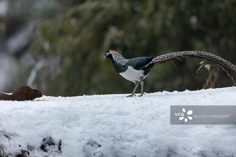 四川乐山市沐川县神木山白腹锦鸡图片素材