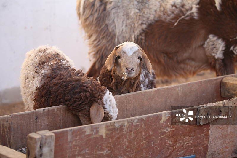 新疆哈密：冬日小羊羔图片素材