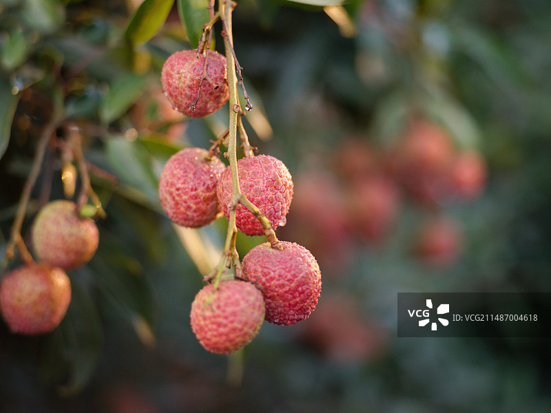 白蜡荔枝特写图片素材