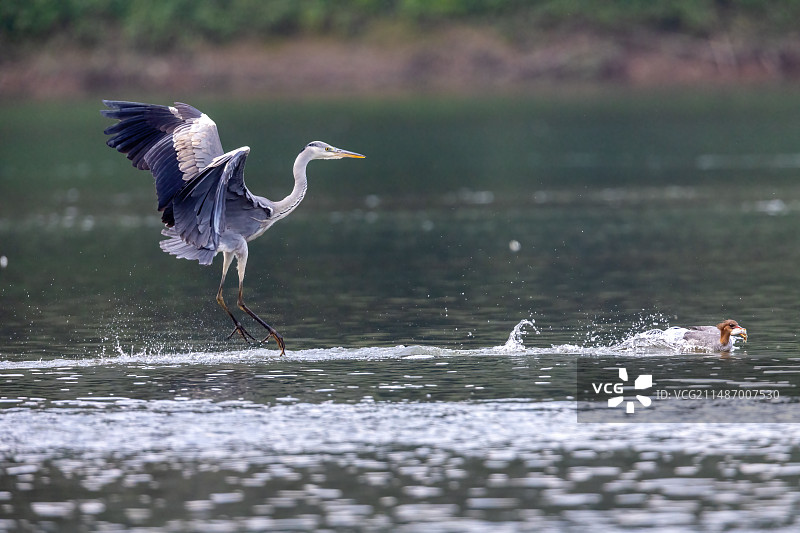 重庆綦河越冬的中华秋沙鸭与灰鹭图片素材
