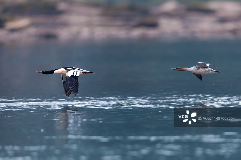 重庆綦河越冬的中华秋沙鸭图片素材