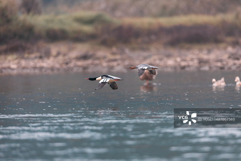 重庆綦河越冬的中华秋沙鸭图片素材