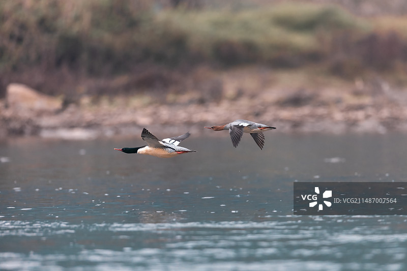 重庆綦河越冬的中华秋沙鸭图片素材