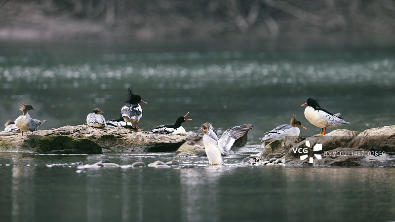 重庆綦河越冬的中华秋沙鸭图片素材