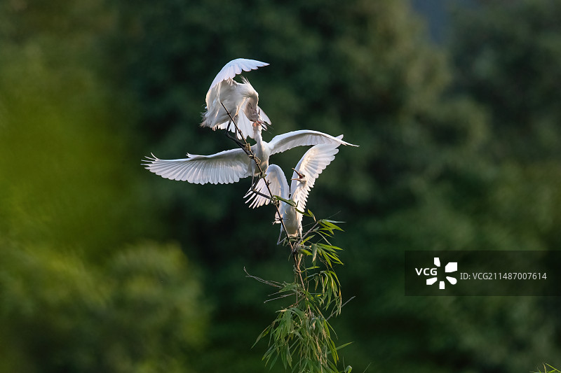 重庆江津白鹭图片素材