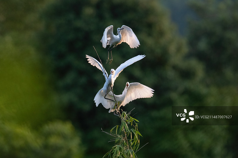 重庆江津白鹭图片素材