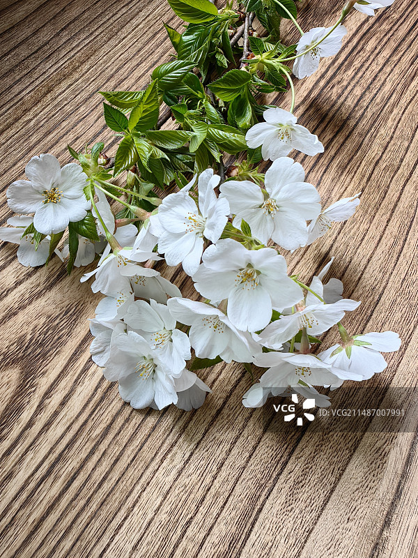 白色小花图片素材