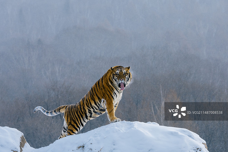 黑龙江海林市雪中东北虎图片素材