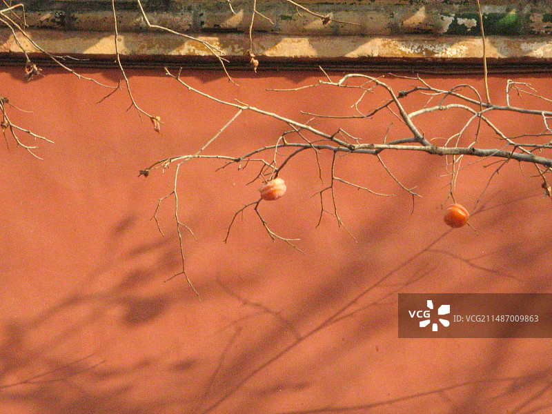 故宫红墙黄瓦下的柿子图片素材