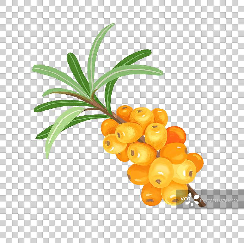 沙棘果图片素材