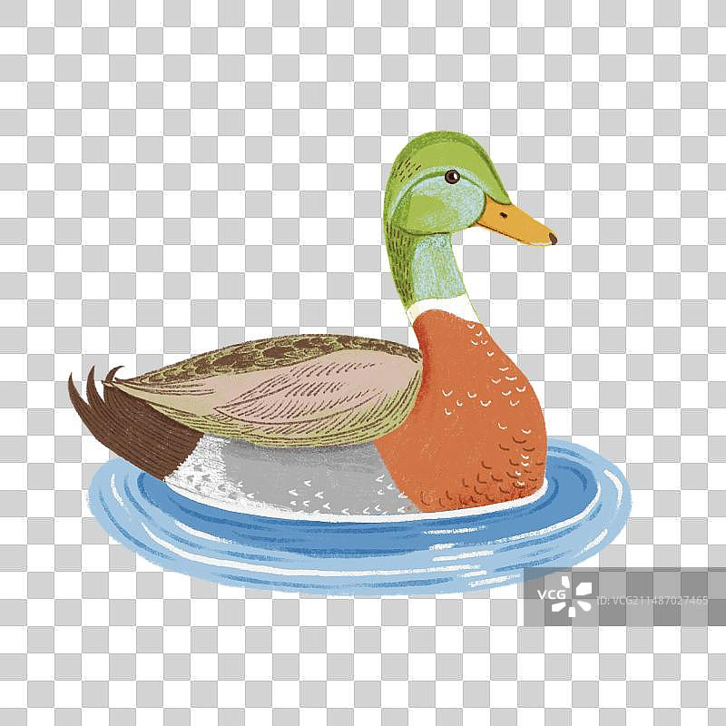 清明节春天鸭子游泳特写免抠元素图片素材