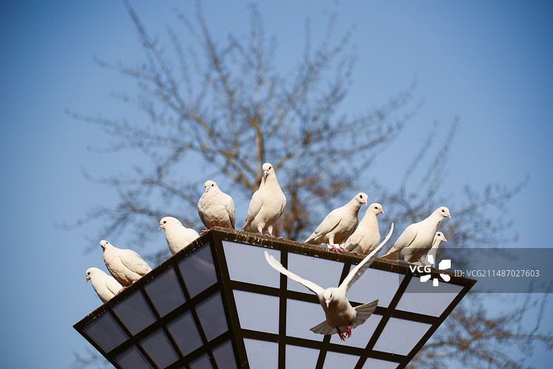 广场上的鸽子图片素材