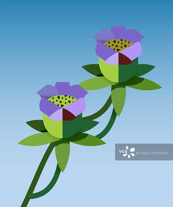 蓝色渐变背景下的植物花图片素材