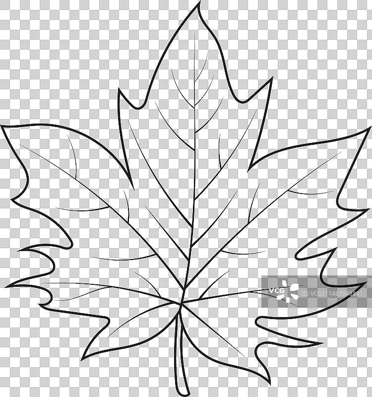 秋叶枫叶绘画轮廓图片素材