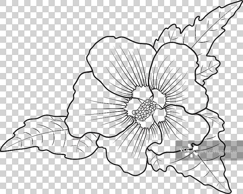 木槿花植物学图片素材